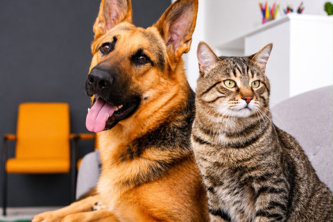 Projeto de lei pode permitir desconto no Imposto de Renda para gastos com pets