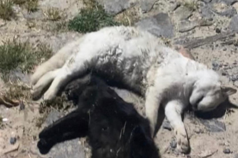 Professora manifesta indignação após encontrar gatos mortos e cobra medidas contra venda de veneno em Nova Russas