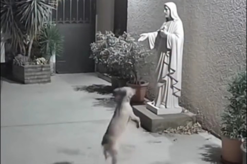 Cachorrinho se encanta ao ver estátua de Jesus e cena viraliza nas redes sociais