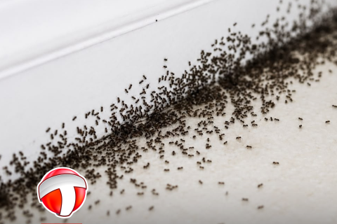 Formigas aparecendo do nada em casa? Há quem diga que é sinal de inveja e mau-olhado