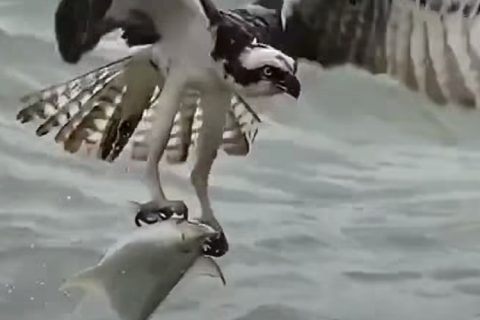 Águia vence o desafio na água e consegue levantar voo com grande peixe