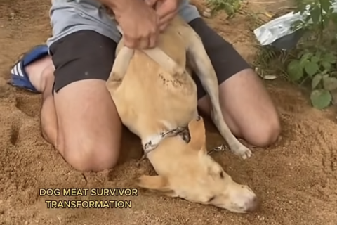 Preso por uma corrente e sem esperança, cão é resgatado e ganha nova chance de viver