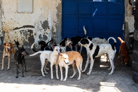 “Animais abandonados nas ruas: MP dá prazo e cobra providências da Prefeitura de Monsenhor Tabosa”