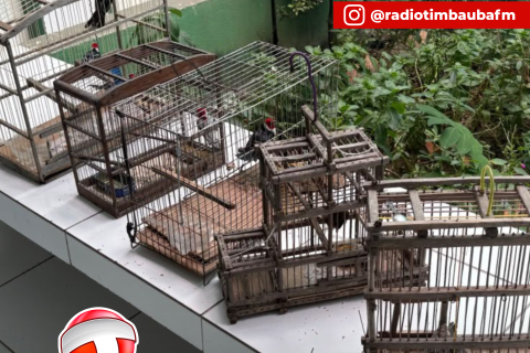 Denúncia leva BPMA a apreender aves silvestres mantidas em cativeiro em Nova Russas