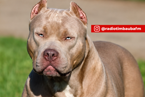 Fim dos pitbulls no Brasil? Projeto quer proibir venda, reprodução e importação da raça