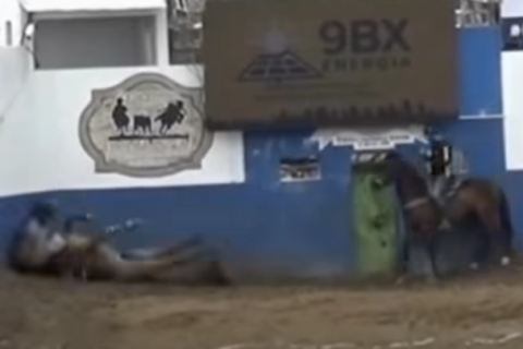 Cavalo morre após passar mal durante prova de vaquejada
