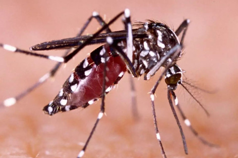 Caso de dengue hemorrágica em adolescente acende alerta para avanço da doença na região