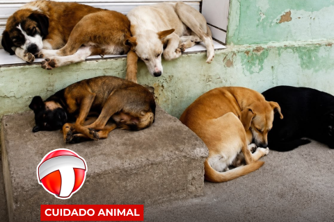 Agora é lei na prática: STF obriga prefeituras a cuidar de cães e gatos abandonados