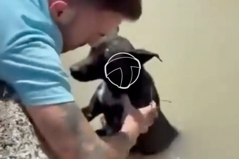 Um ato de crueldade contra  um animal terminou em um emocionante resgate.