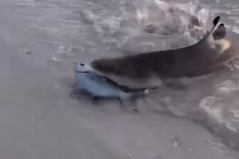 Família registra instante em que tubarão invade a faixa de areia para capturar presa
