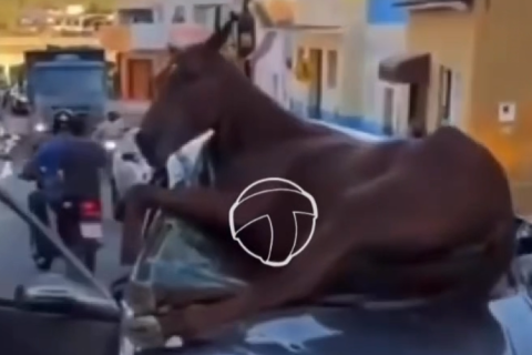 Colisão com cavalo termina com animal preso ao para-brisa