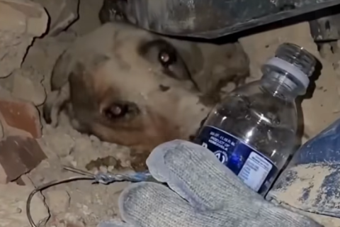 Bombeiros salvam cachorro preso sob escombros após terremotos na Venezuela