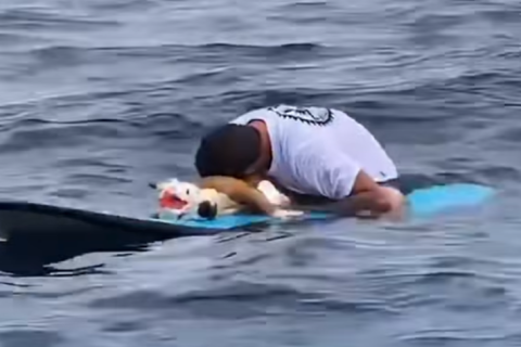 Surfista se despede do cachorro em emocionante homenagem no mar da Costa Rica